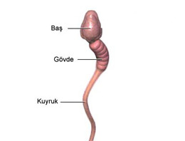 K. Kıbrıs'ta sperm satışı yasaklandı