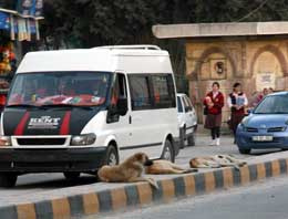 Kilis'te vatandaşların korkulu rüyası