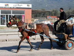 At arabası şaşkına çevirdi