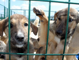 Sivas'ta köpekler için modern barınak